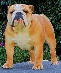  British Bulldog For Sale In Ghaziabad  Call Now 9971331250 - Delhi - Delhi ID1541734
