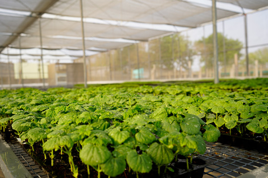 Best Seed Manufacturers Companies in India - Rajasthan - Jaipur ID1611376