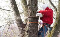 Trusted Tree Company in Morris County NJ - New Jersey - Jersey City ID1613961