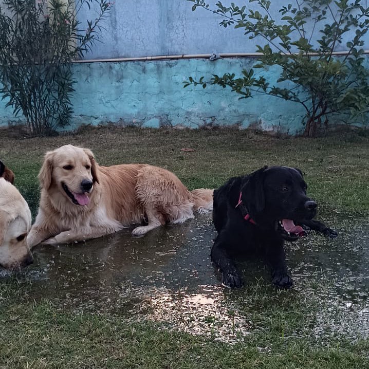 Best Dog Play School in Gurgaon  Outdoor Freedom  Care - Haryana - Gurgaon ID1616403