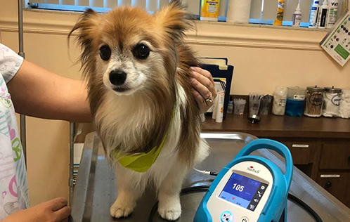 Boulevard Animal Hospital - Florida - West Palm Beach ID1616345 3