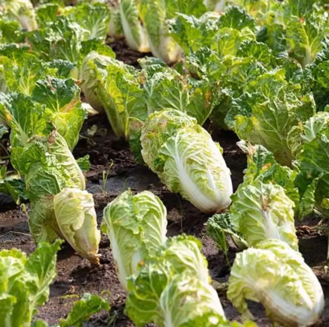 Transform Your Garden with Napa Chinese Cabbage Seeds! - California - Oakland ID1588737