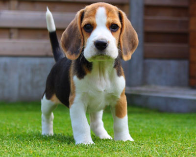 Popular Dog Breeds in India A Complete List  TestifyKennel - Delhi - Delhi ID1593149