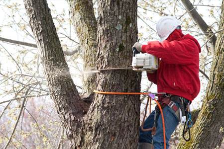 Commercial Tree Service in NJ  Amazing Tree Services - New Jersey - Jersey City ID1616721