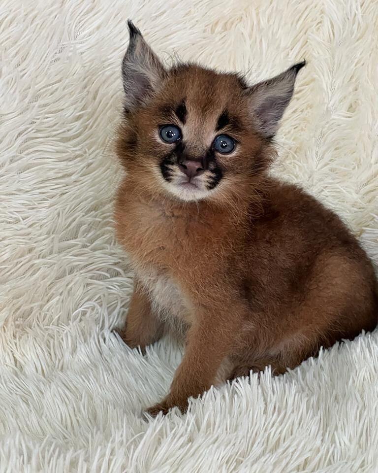 Caracal Kittens WhastsApp 27842597191 - Assam - Guwahati ID1609485