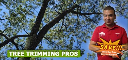 Tree Trimming in NJ  Amazing Tree Services - New Jersey - Jersey City ID1612205