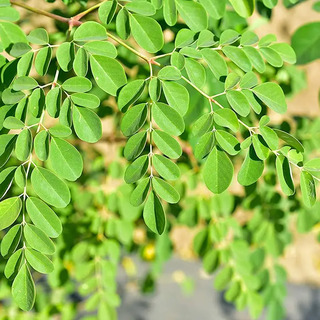 Premium Moringa Oleifera Seeds for Planting and Cooking - California - Chula Vista ID1591187 2