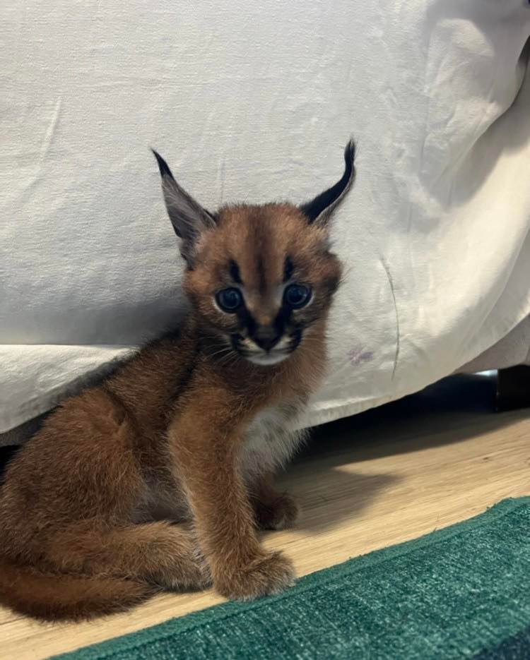 Caracal Kittens WhastsApp 27842597191 - Assam - Guwahati ID1609485 2
