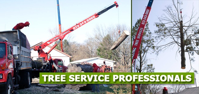 Affordable Tree Service in NJ  Amazing Tree Services - New Jersey - Jersey City ID1617784
