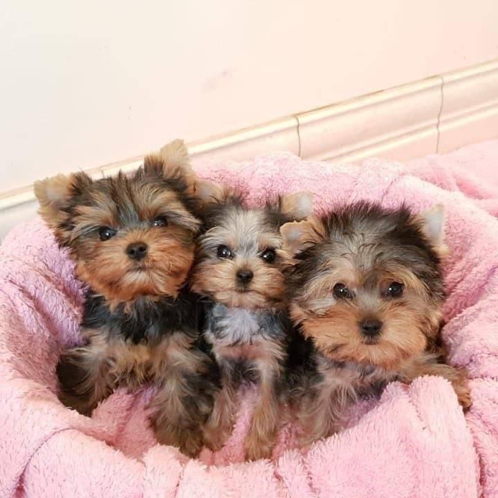 Yorkshire terrier puppies - Arizona - Glendale ID1521577
