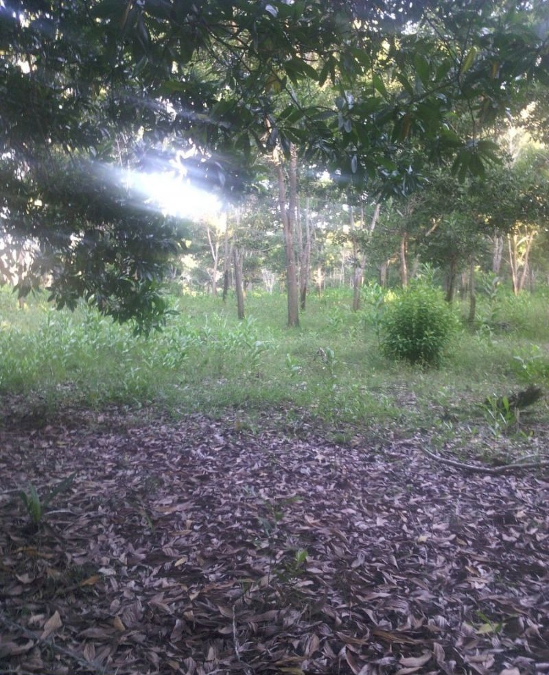 Fincas En Venta Monte Plata!! - New York - New York ID1610927 3
