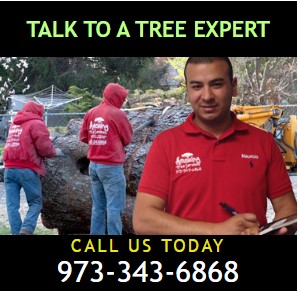Tree Removal Estimate in NJ  Professional  Reliable Serv - New Jersey - Jersey City ID1618892