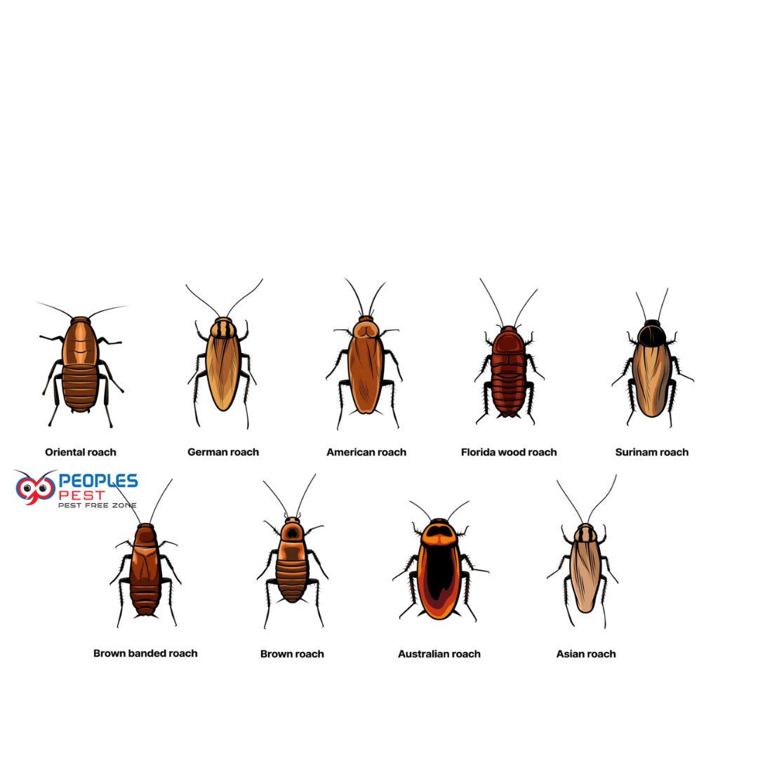 Mosquito Control in Trichy - Tennessee - Chattanooga ID1592310