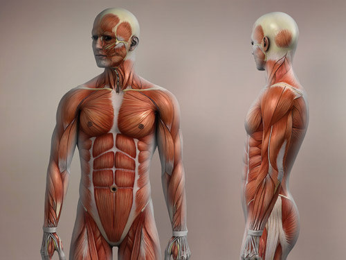 Low Cost Musculoskeletal Sonography Course in NYC - New York - New York ID1610203