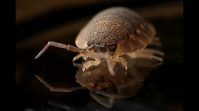 Top Pest Control Companies  Safe  Effective Solutions - Illinois - Chicago ID1610710