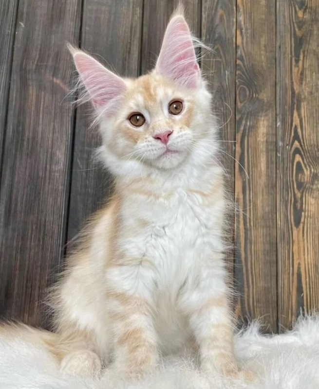 Healthy Maine Coon Kittens For adoption and Rehoming - South Dakota - Aberdeen ID1526697