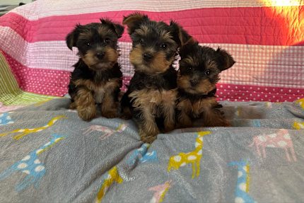 TEACUP YORKIES FOR ADOPTION - Arizona - Tempe ID1608625
