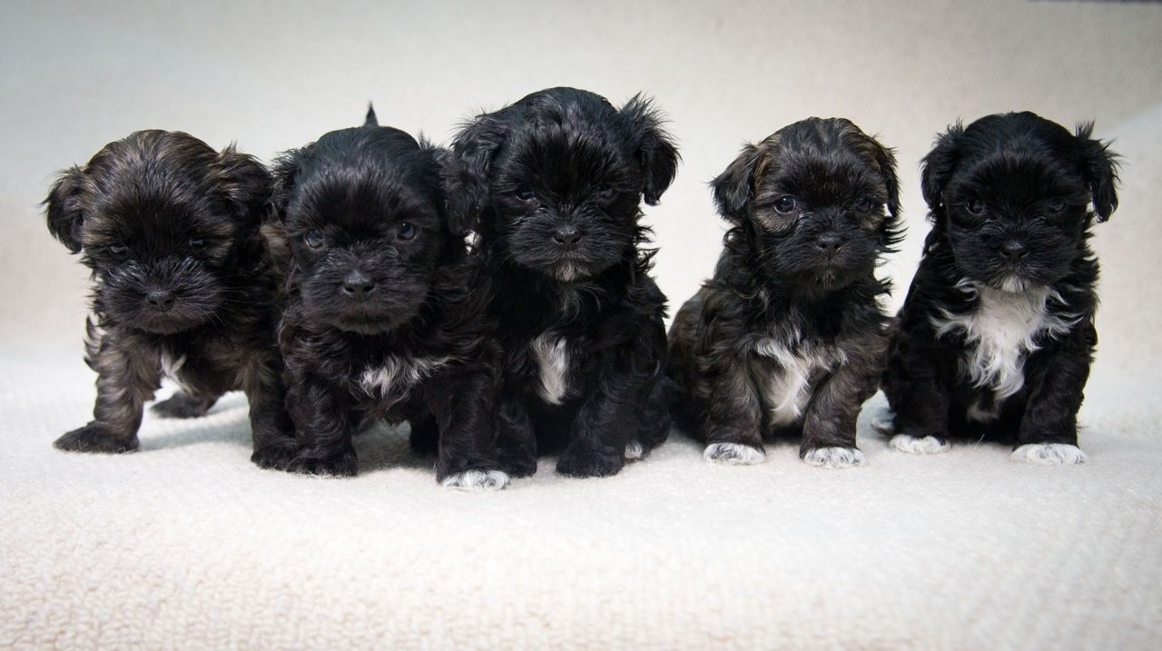 PUPPIES FOR ADOPTIN - Arkansas - Little Rock  ID1609613