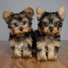 Get Your Yorkshire Terrier Dog for sale Today in Ghaziabad - Delhi - Delhi ID1601811