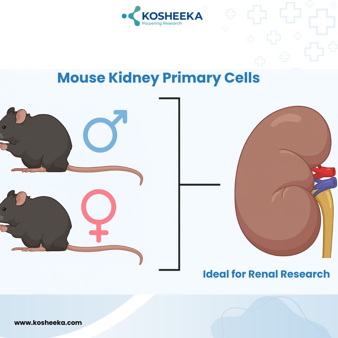 Mouse Kidney Primary Cells Ideal for Renal Research - Uttar Pradesh - Noida ID1611887