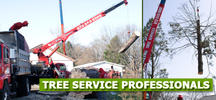 Tree Care in Totowa NJ  Amazing Tree Services - New Jersey - Jersey City ID1612180