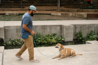 Dog Aggression Training San Antonio TX - Texas - San Antonio ID1587382