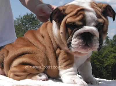 Cheapest Small Dog Breeds in India  Full Price Guide - Delhi - Delhi ID1621591