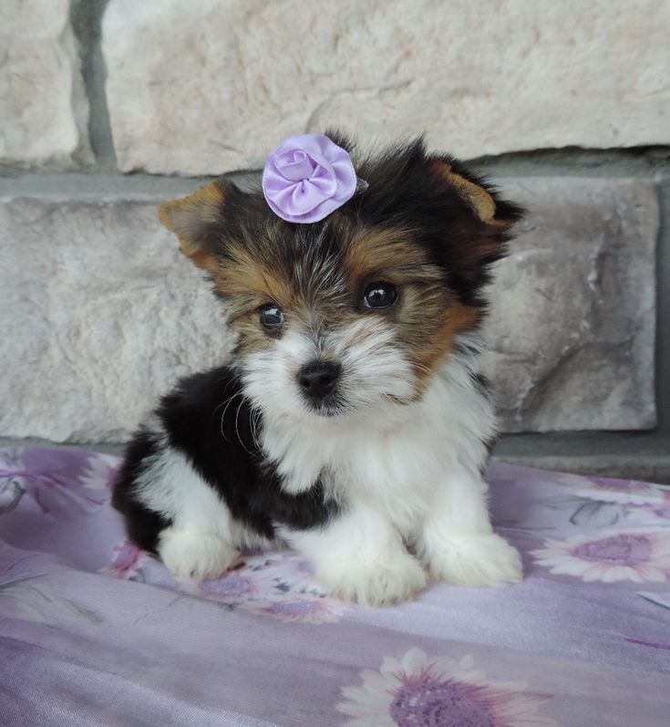 GET YOUR TEACUP YORKIE PUPPY - California - Carlsbad ID1608627