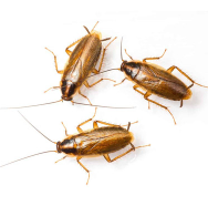 Roach Prevention in Somerset County NJ - New Jersey - Jersey City ID1611860