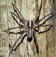 Trusted Spider Control Services in NJ - New Jersey - Jersey City ID1613426