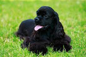 Popular Dog Breeds in India Loving Companions for Every Fam - Delhi - Delhi ID1606244