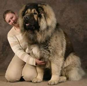 Top Small Dog Breeds at Great Prices Perfect Pets for Your  - Delhi - Delhi ID1602026
