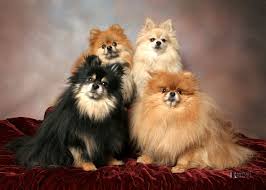 Affordable Dogs for Sale in India  Secure a Loyal Friend fo - Delhi - Delhi ID1589408