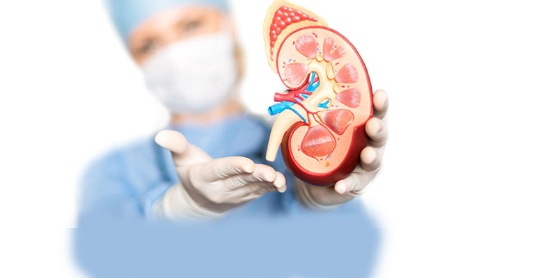 Who Provides Kidney Disease Treatment One ofBest Kidney Do - Delhi - Delhi ID1558407