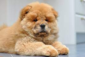 Top Dog Boarding in Delhi with Best Prices - Delhi - Delhi ID1609251