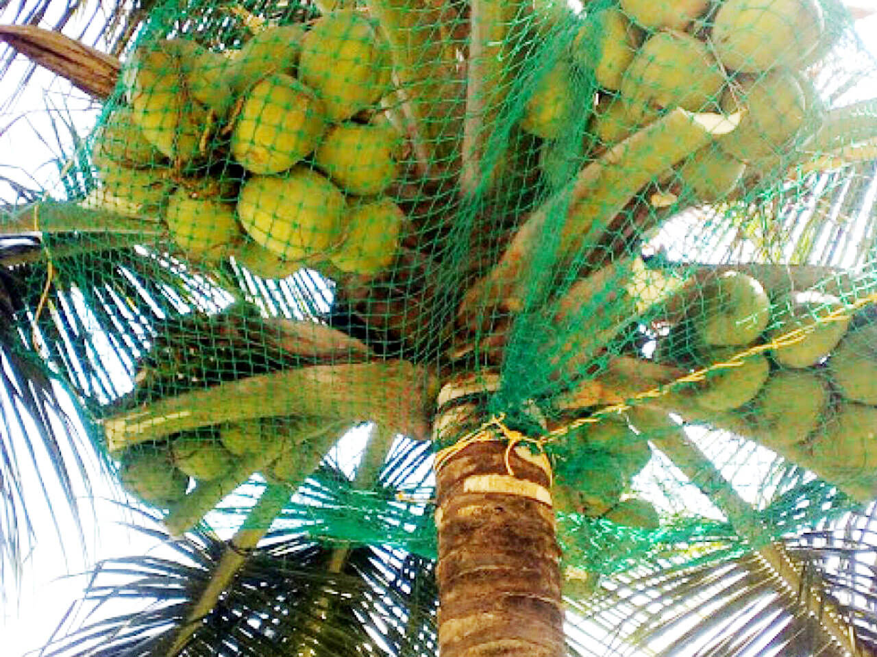 Best Coconut Tree Safety Net Service Provider in Bangalore  - Karnataka - Bangalore ID1514481 3