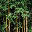 Bamboo Removal Contractor and Bamboo Contractor at Long Isla - New York - New York ID1602222