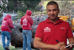 Expert Tree Cutting in Bergen County NJ - New Jersey - Jersey City ID1611147
