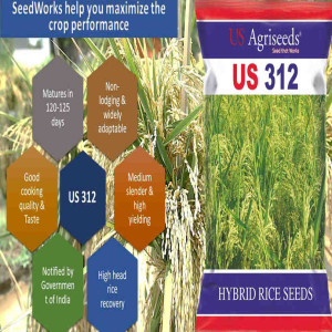 Hybrid Tomato Seeds Suppliers in India - Andhra Pradesh - Hyderabad ID1602823