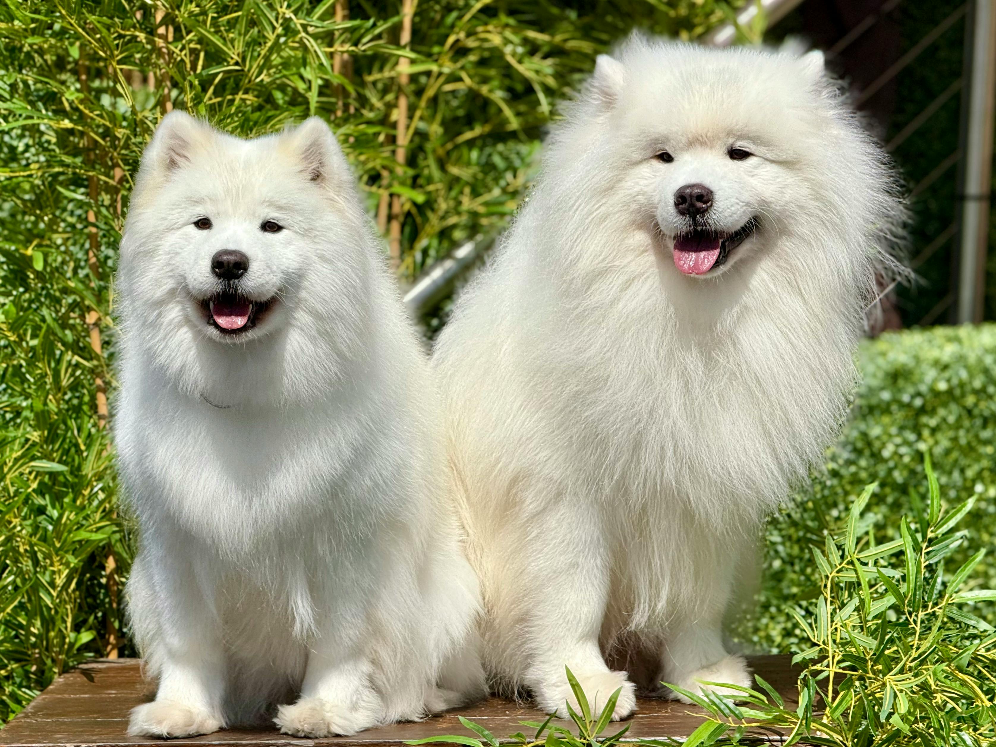  10 Reasons Why Your Dog Ignores Your Commands - West Bengal - Hooghly ID1594909