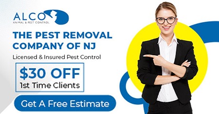 Pest Exterminators in NJ  ALCO Animal  Pest Control - New Jersey - Jersey City ID1616149