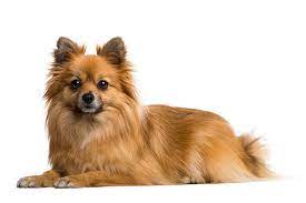 FamilyFriendly Dog Breeds in India - Delhi - Delhi ID1615121