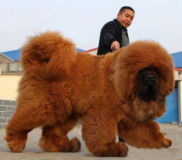 Dog Boarding Prices in Delhi Affordable Rates for Happy Pet - Delhi - Delhi ID1602176