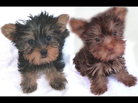 TINY YORKIES PUPPIES ADOPTION CENTER - Arizona - Glendale ID1609616