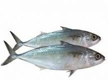 Fresh Mackerel Fish Suppliers - Maharashtra - Nashik ID1614163