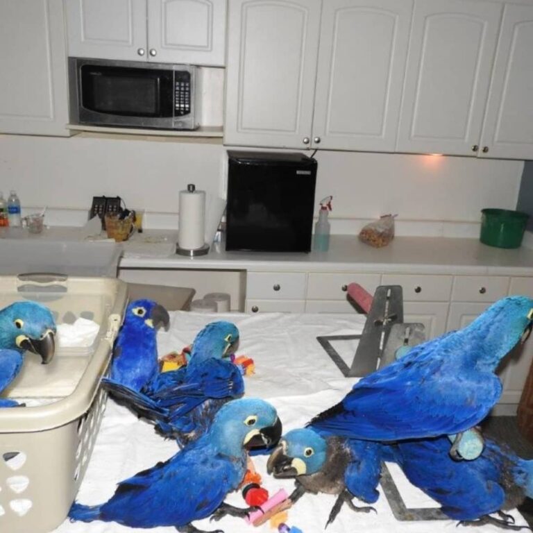 Hyacinth Macaws for sale - Missouri - Saint Louis ID1594708