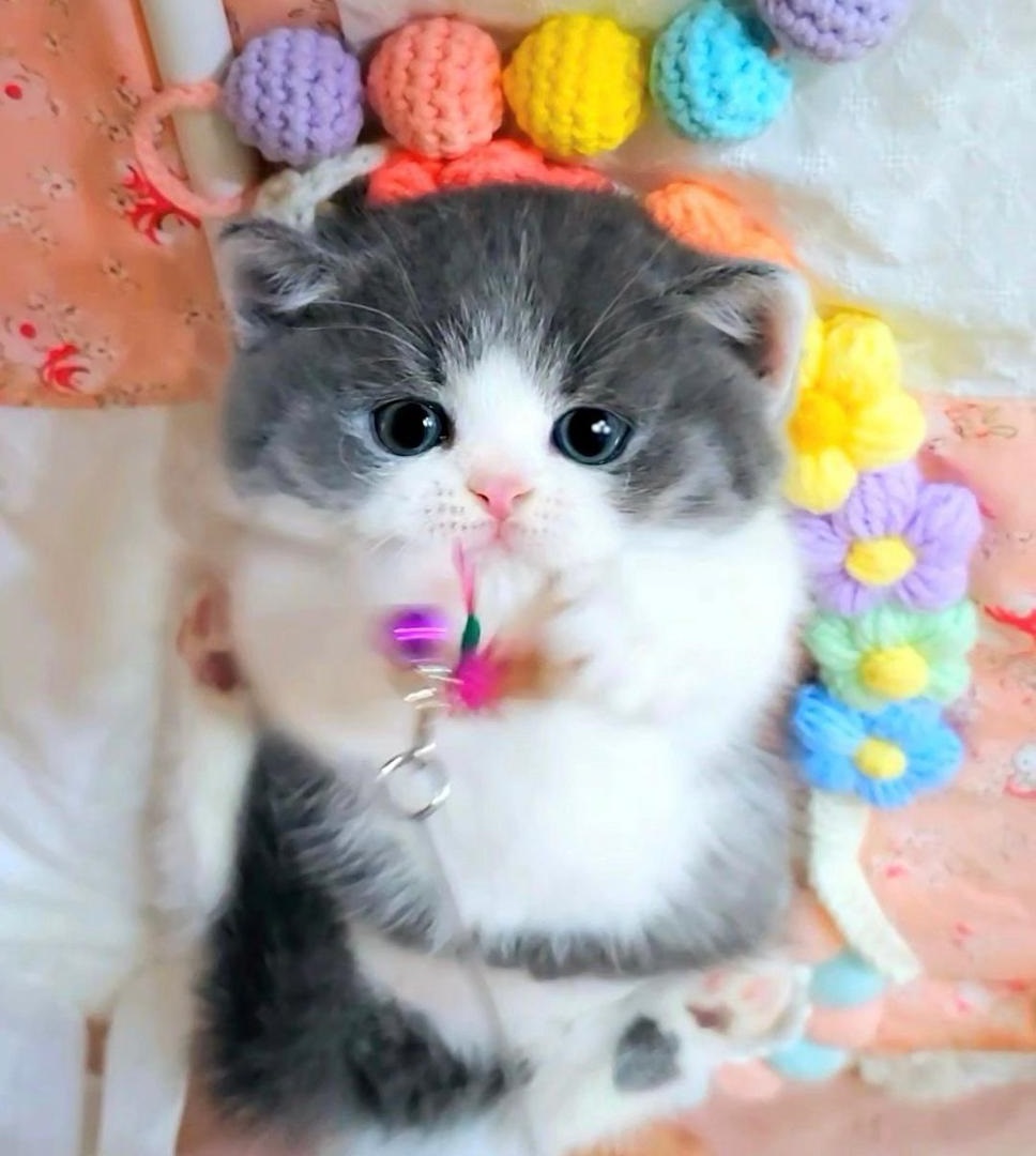 Munchkin cat for sale - Florida - West Palm Beach ID1592657