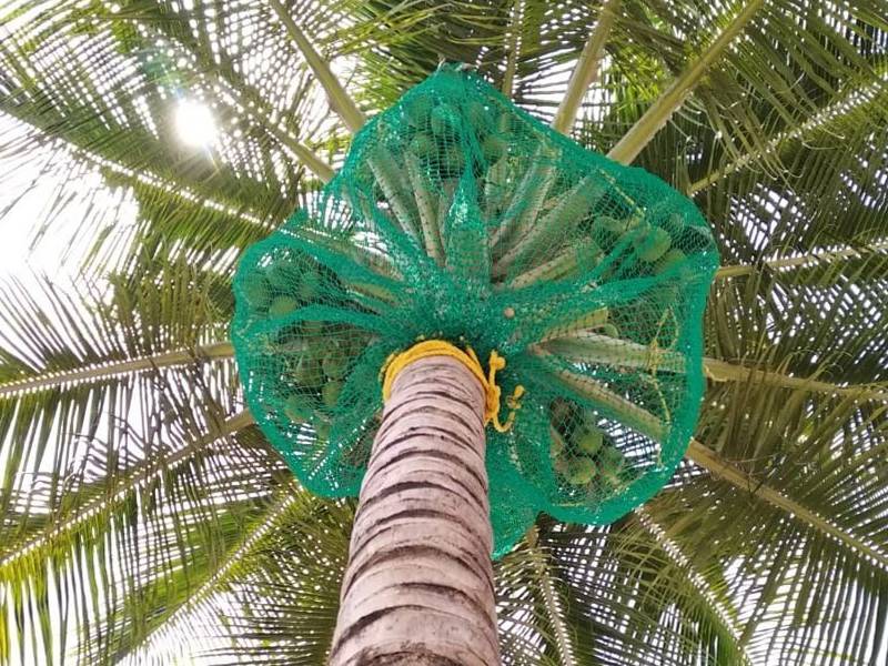 Best Coconut Tree Safety Net Service Provider in Bangalore  - Karnataka - Bangalore ID1514481