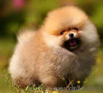 Bahadurgarh Best Toy Pomeranian Dogs  Reserve Now - Delhi - Delhi ID1620800