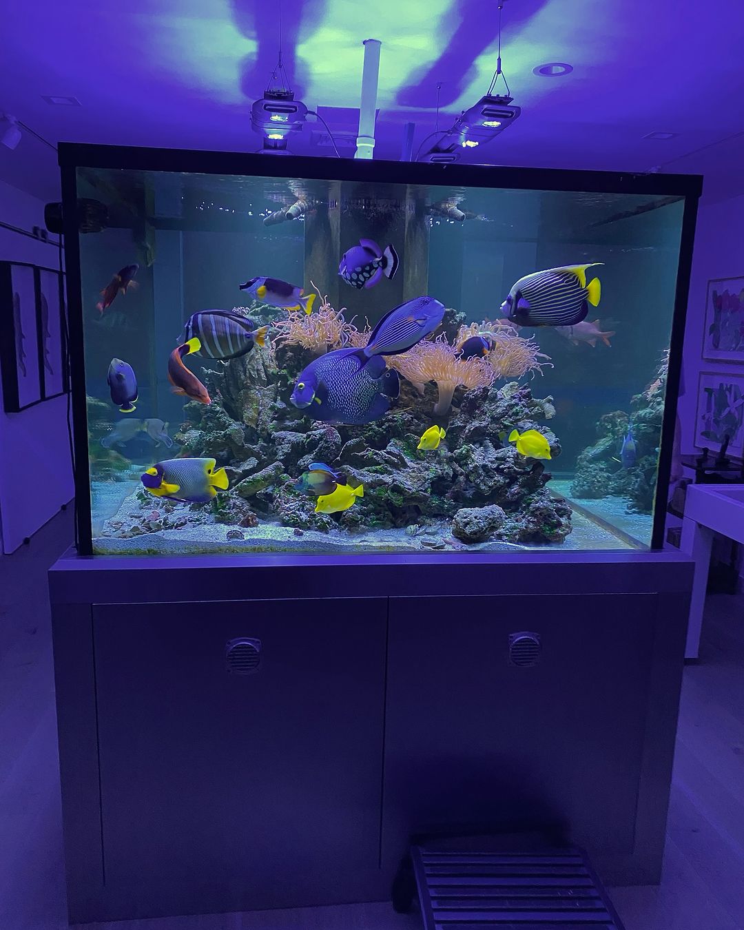 Transform Your Space with JKFishs Exquisite Fish Tanks - New Jersey - Jersey City ID1556345
